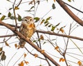A Spotted Owl perching on a tree Royalty Free Stock Photo