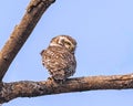 Spotted Owl Royalty Free Stock Photo