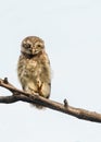 Spotted Owl perching on a tree Royalty Free Stock Photo