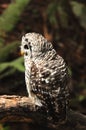 Spotted Owl Royalty Free Stock Photo