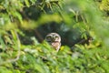 Spotted owl through the window