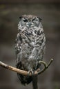Spotted owl winking on a branch Royalty Free Stock Photo