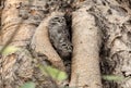 Spotted Owlet (Athene brama) Royalty Free Stock Photo