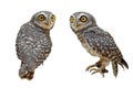 Spotted owlet or athene brama bird