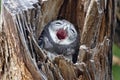 Spotted owlet Athene brama Bird in tree hollow