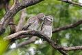 Spotted owlet Athene brama Cute Birds of Thailand