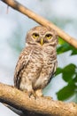 Spotted owlet( Athene brama)