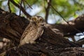 Spotted owlet or Athene brama observed in Sasan Gir in Gujarat, India