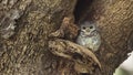 Spotted Owlet On Tree Hollow