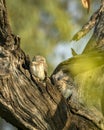 Spotted owlet or Athene brama owl bird pair perched on branch in natural green background at forest of central india asia Royalty Free Stock Photo