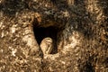 Spotted owlet or Athene brama perched in hollow tree at jim corbett national park or forest reserve uttarakhand india