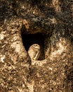 Spotted owlet or Athene brama perched in hollow tree at jim corbett national park or forest reserve uttarakhand india