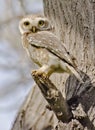 The spotted owlet Athene brama