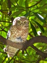 The spotted owlet (Athene brama ) is a small owl which breeds in tropical Asia.