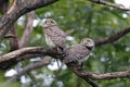 Spotted owlet Athene brama Two Cute Birds of Thailand Royalty Free Stock Photo