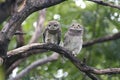 Spotted owlet Athene brama Two Cute Birds of Thailand Royalty Free Stock Photo