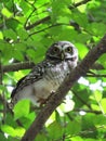 Spotted owlet or Athene brama, Yellow eyes, wide eyebrows and white rings, dark gray face, dark gray head and upper body. There