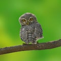 Spotted owlet Royalty Free Stock Photo