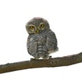 Spotted owlet Royalty Free Stock Photo