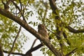 Spotted owlet