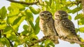 Spotted Owl pair Royalty Free Stock Photo