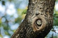 Spotted Owlet Royalty Free Stock Photo