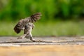Spotted owlet hovering in their prey. Royalty Free Stock Photo