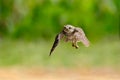 Spotted owlet hovering in their prey. Royalty Free Stock Photo