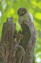 Spotted owlet