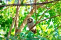 Spotted Owlet, Kanha Tiger Reserve, Madhya Pradesh