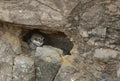 Spotted owlet in the nest at Bhigwan bird sanctuary Maharashtra