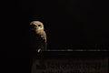 Spotted owlet at night sitting wating for pray