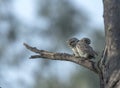 Spotted Owlet Pair at Bharatpur Bird Sanctuary,Rajasthan,India Royalty Free Stock Photo