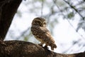 Spotted owlet perched on the branch of a tree Royalty Free Stock Photo