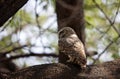 Spotted owlet perched on the branch of a tree Royalty Free Stock Photo