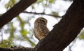Spotted owlet perched on the branch of a tree Royalty Free Stock Photo