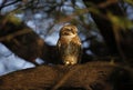 Spotted owlet perched on the branch of a tree Royalty Free Stock Photo