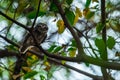 Spotted Owlet perched on a branch right on top of the photographer