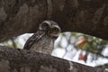 Spotted Owlet Small Owl Royalty Free Stock Photo