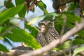 Spotted Owlet a small owl Royalty Free Stock Photo