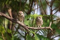 Spotted owlet is a small owl which breeds in tropical Asia.