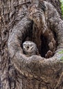 Spotted Owlet On A Tree Hole In Temple. Royalty Free Stock Photo