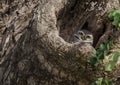 Spotted Owlet On A Tree Hole In Temple. Royalty Free Stock Photo