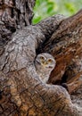 Spotted Owlet On A Tree Hole In Temple. Royalty Free Stock Photo