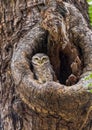 Spotted Owlet On A Tree Hole In Temple. Royalty Free Stock Photo
