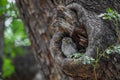 Spotted Owlet On A Tree Hole In Temple. Royalty Free Stock Photo