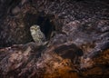 Two Young tigers  at Spotted Owlet in tree trunk at Tadoba Tiger reserve Maharashtra,India Tiger reserve Maharashtra,India Royalty Free Stock Photo