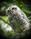 Spotted Owlet owl Royalty Free Stock Photo