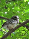 Spotted owlet or Athene brama, Yellow eyes, wide eyebrows and white rings, dark gray face, dark gray head and upper body. There