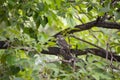 Spotted owlet Royalty Free Stock Photo